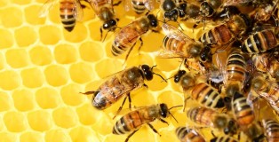 honey-bees-326337_640