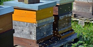 bees-1578726_1280