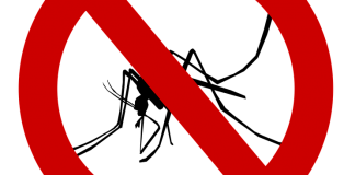 mosquito-1465062_960_720